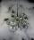 Christbaumschmuck Sortiment silber glanz / matt, 38 tlg.